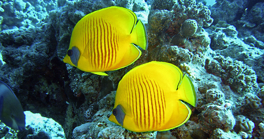 Ras Mohammed National Park