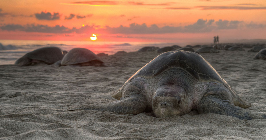 Tortugas beach