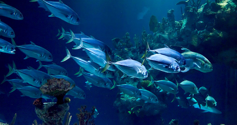 Hurghada Grand Aquarium