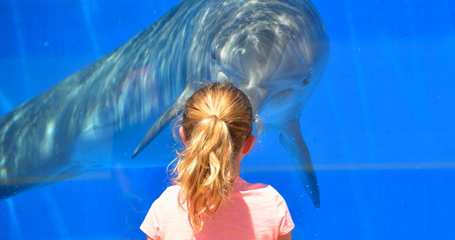 Interactive Aquarium